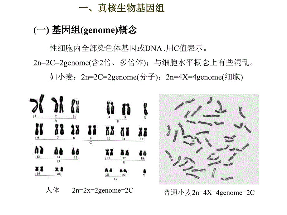 真核生物遗传4课时_第3页