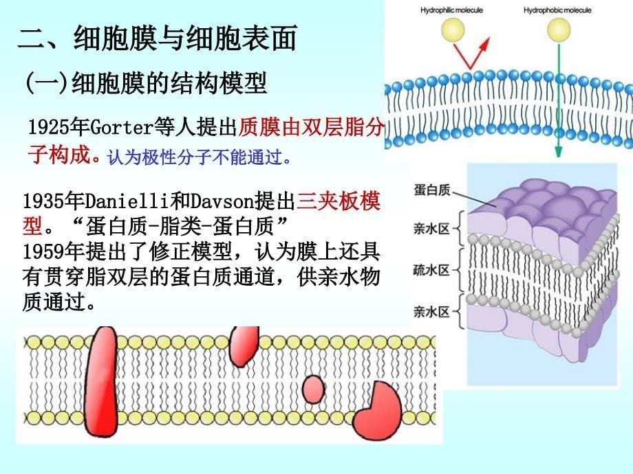 奥赛细胞的结构与功课件_第5页