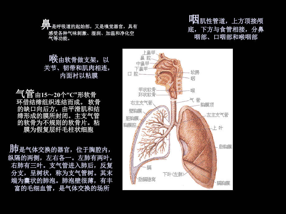 人体解剖生理学第七章呼吸系统_第4页