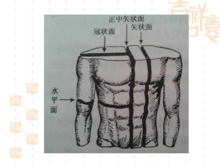 人体主要关节_第4页