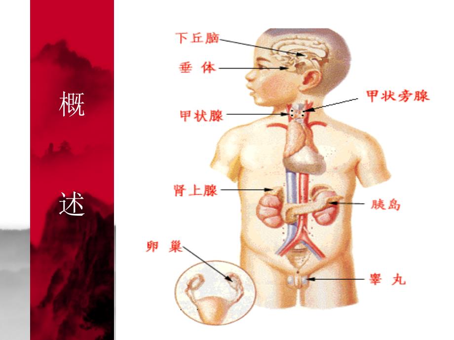 内分泌系统疾病总论_第4页