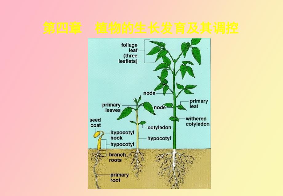 植物的生长发育及其调控_第1页