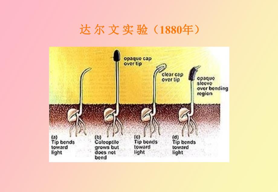 植物的生长发育及其调控_第4页