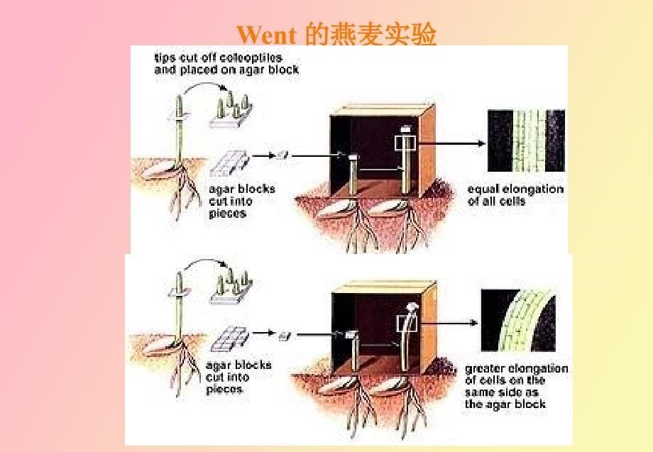 植物的生长发育及其调控_第5页