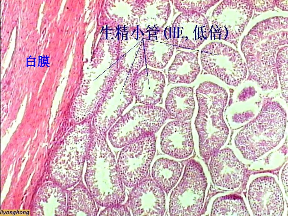 《组织学与胚胎学》实验课件：实验十复习-36学时_第4页