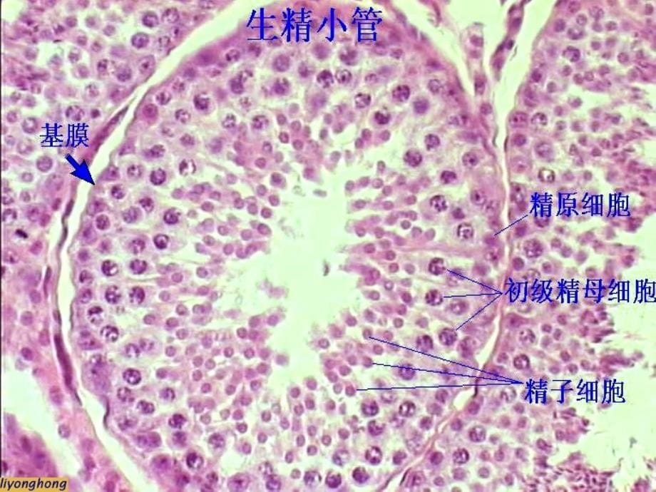 《组织学与胚胎学》实验课件：实验十复习-36学时_第5页