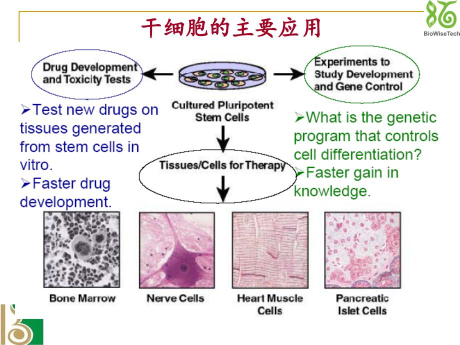 干细胞及免疫细胞技术佰通生物.ppt_第4页