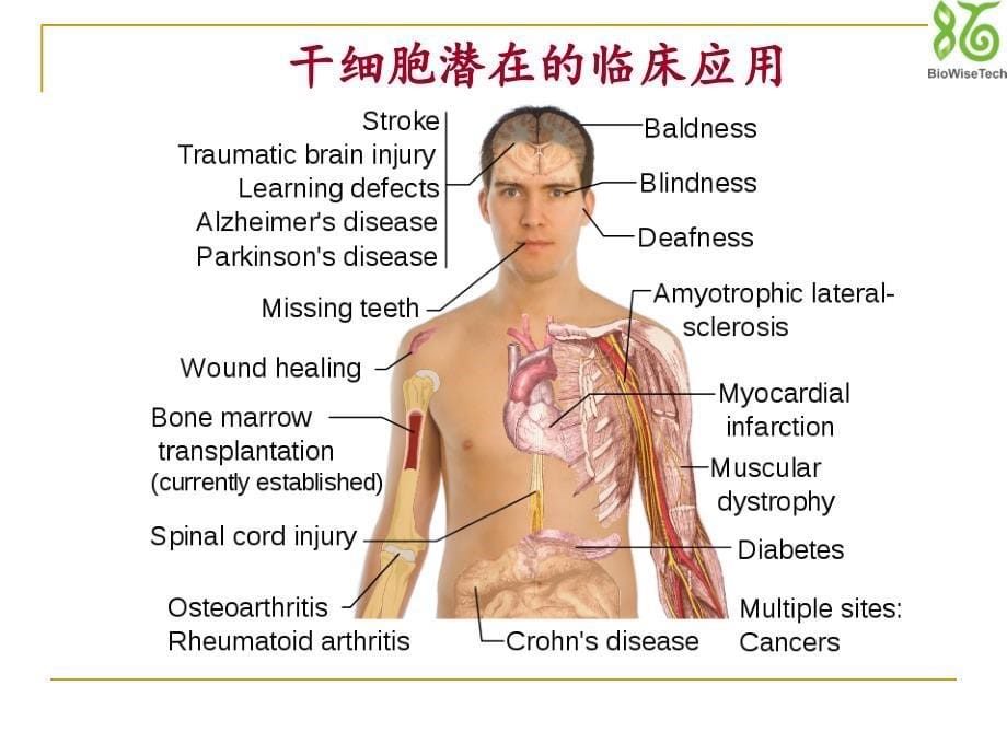 干细胞及免疫细胞技术佰通生物.ppt_第5页