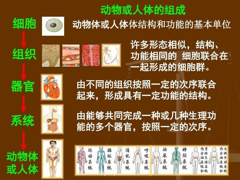 [医学]人体的构成课件_第5页