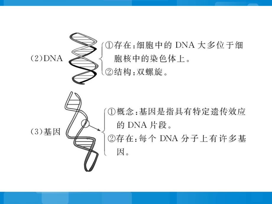 苏教版八年级下册生物第二十二章生物的遗传和变异阶段复习课参考PPT课件_第4页