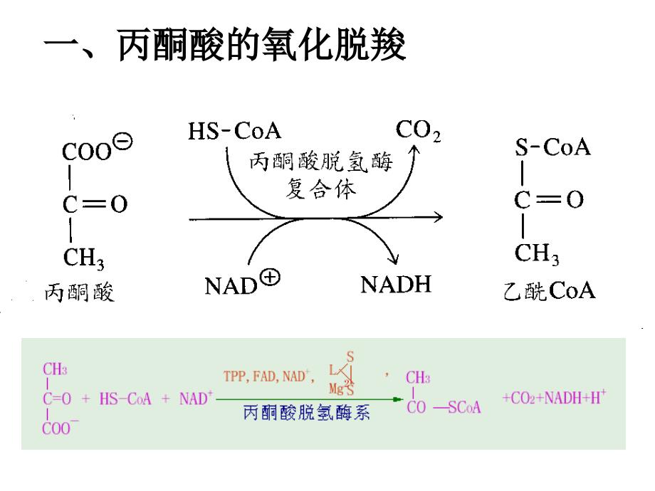 三羧循环(TCA)_第3页