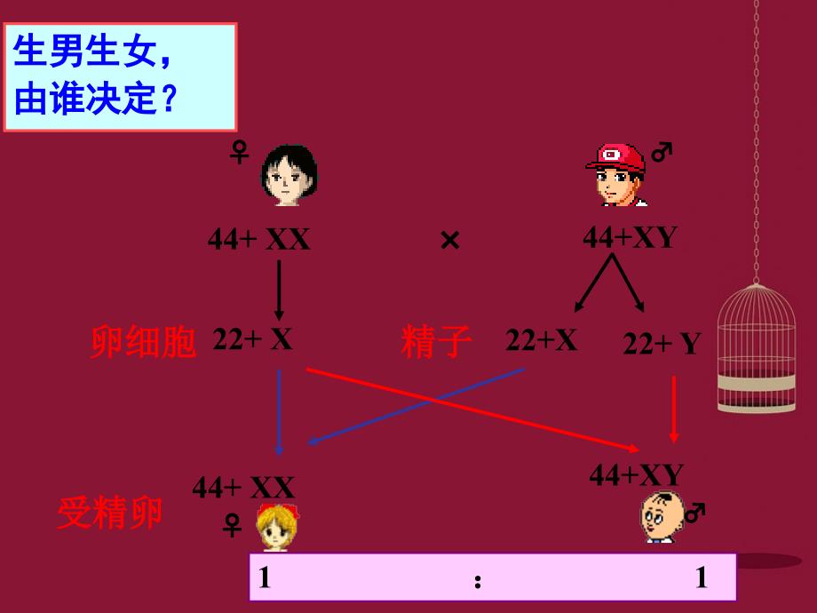 高中生物第二章第3节伴性遗传课件新人教版必修2_第3页