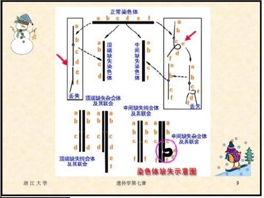 7第七章染色体畸变_第5页