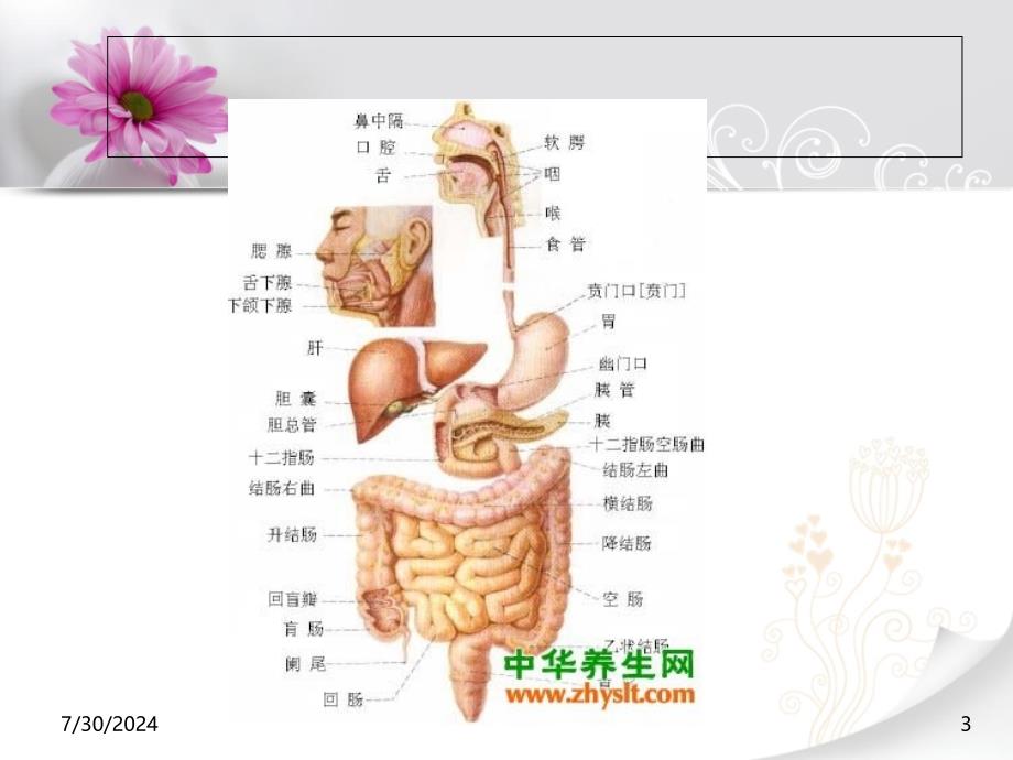 胆总管探查+胆肠内引流课件_第3页