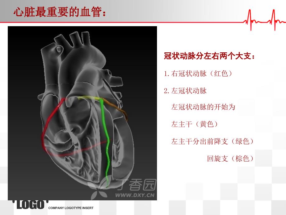 心脏的血管解剖ppt_第2页