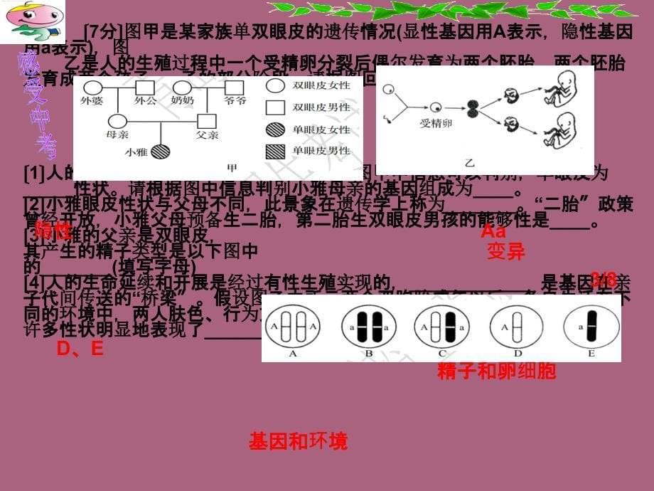 五月人教版初中生物学业水平考试一轮复习生物专题复习生物的遗传教学ppt课件_第5页