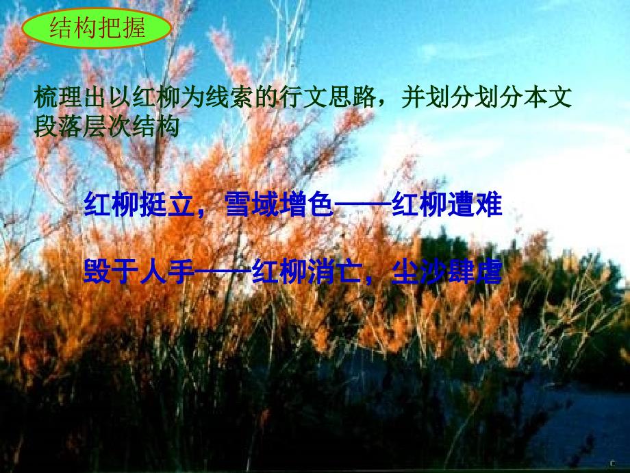 离太阳最近的树课件.ppt_第2页