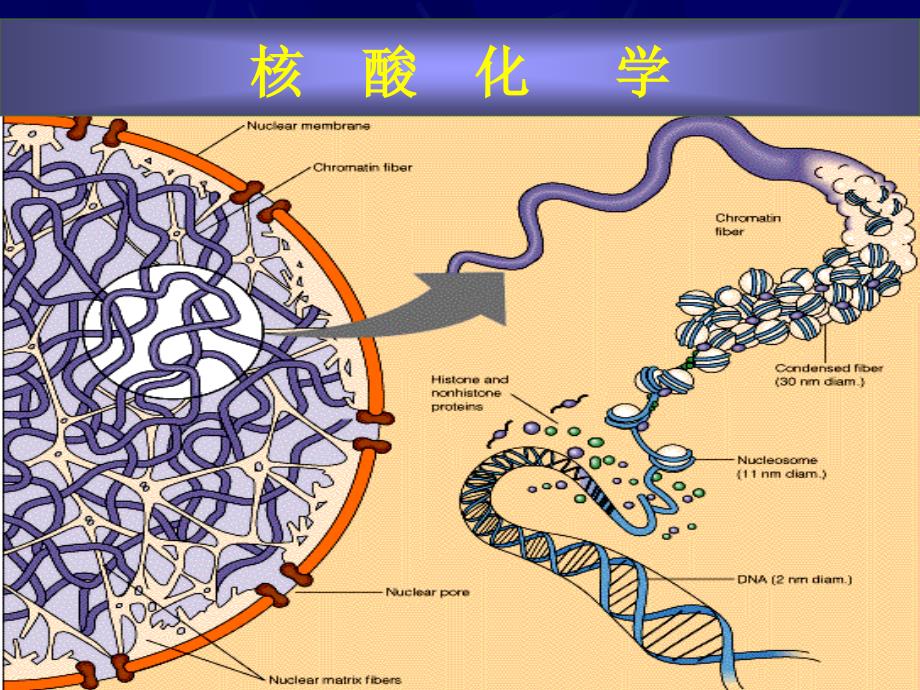 生物化学课件：第一篇核酸化学_第1页