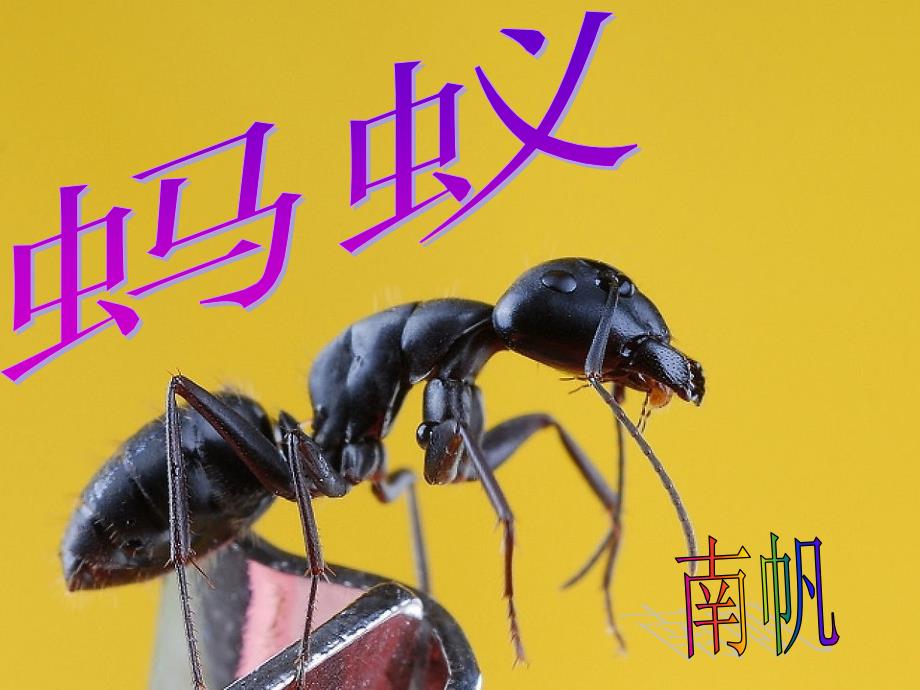 《蚂蚁》南帆_第1页