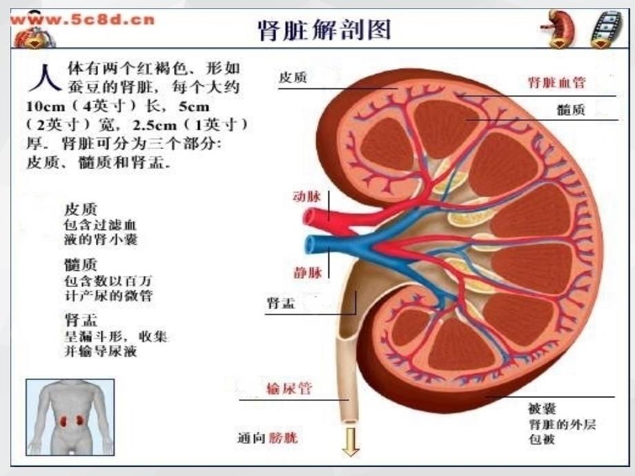 慢性肾衰竭病教学查房ppt课件.ppt_第3页