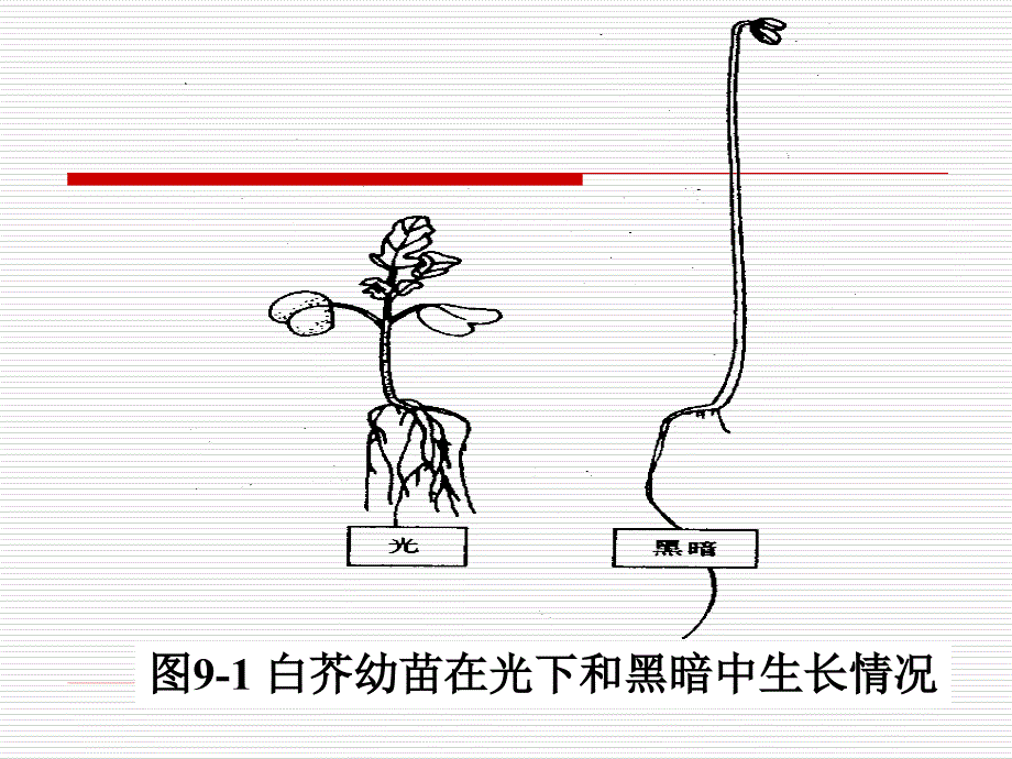 第十三章植物适应固着生长方式的一些特殊发育现_第4页