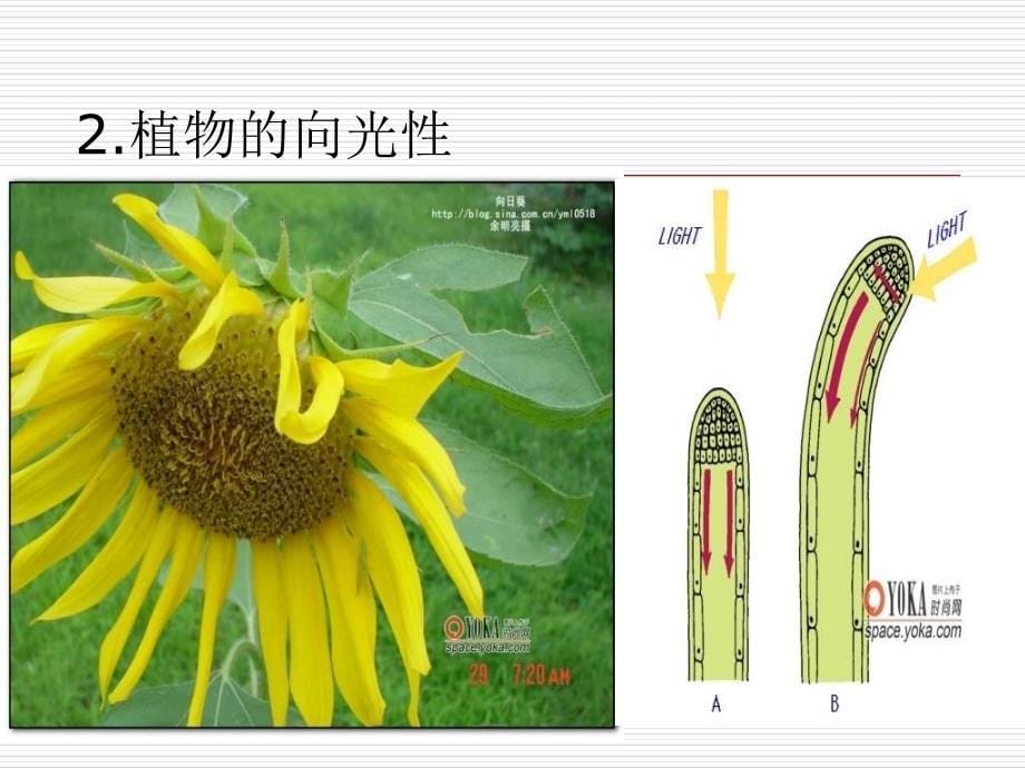 第十三章植物适应固着生长方式的一些特殊发育现_第5页