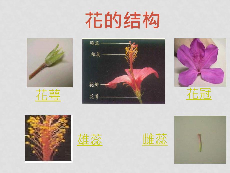 七年级生物上：第5章第五节 植物的开花和结果 课件苏教版第五节 植物的开花和结果_第4页