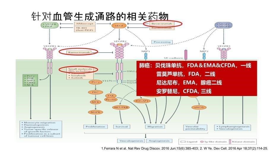 NSCLC的抗血管生成治疗亘古弥新_第5页