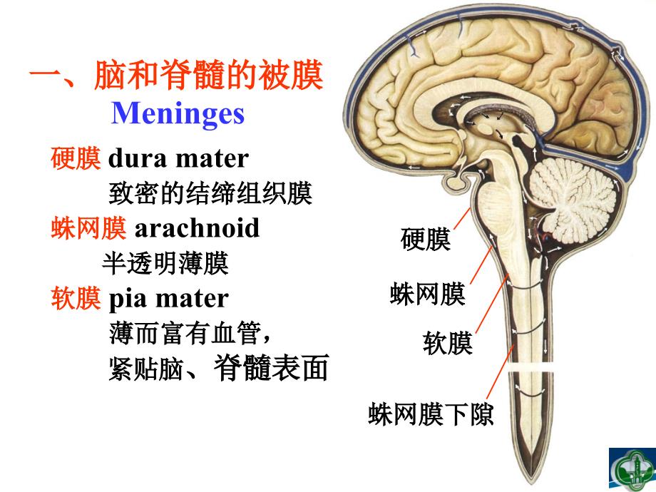 脑膜和脑室系统课件_第3页