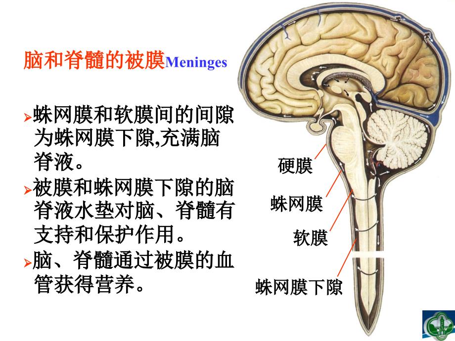 脑膜和脑室系统课件_第4页