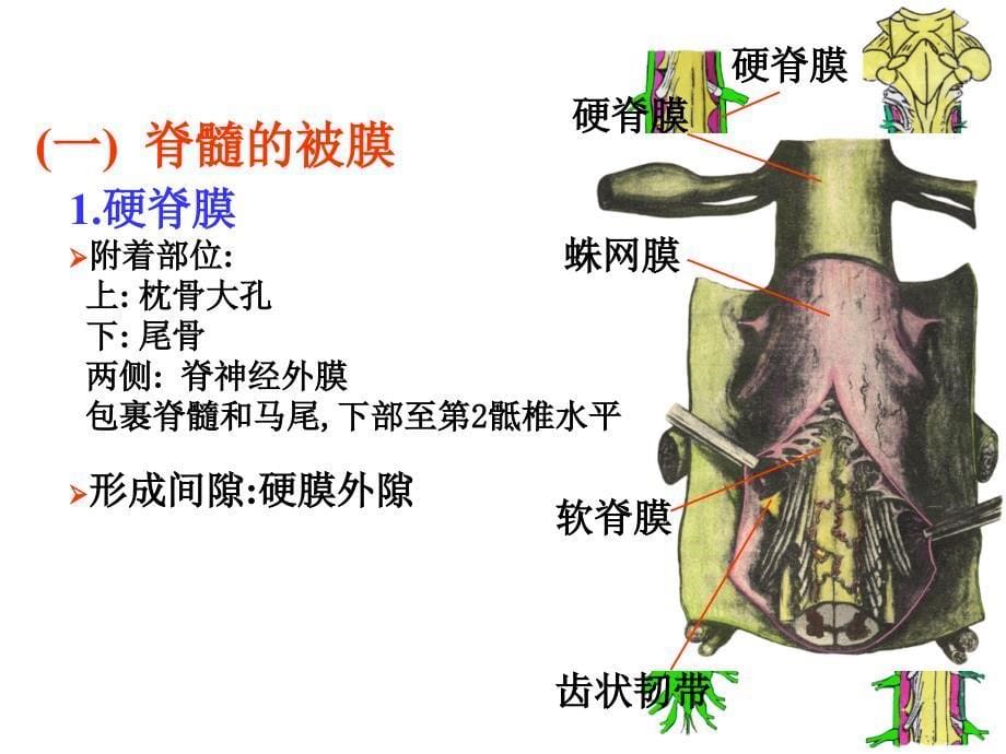 脑膜和脑室系统课件_第5页