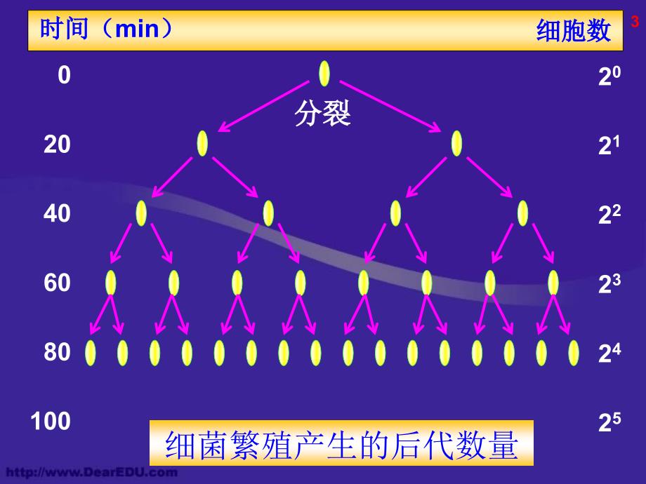 42种群数量的变化课件1新人教必修3_第3页