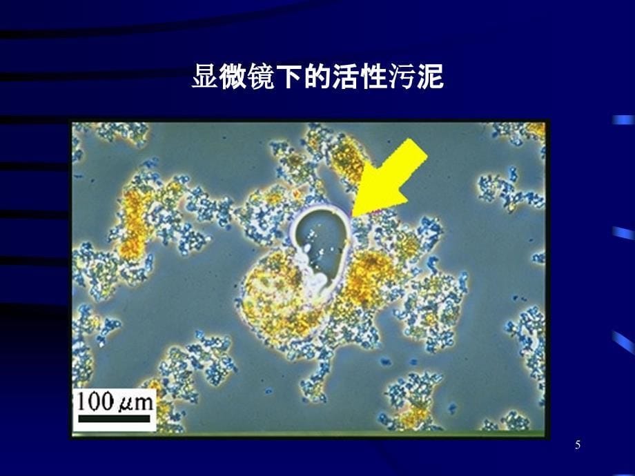 水环境污染控制与治理的生态工程及微生物原理_第5页