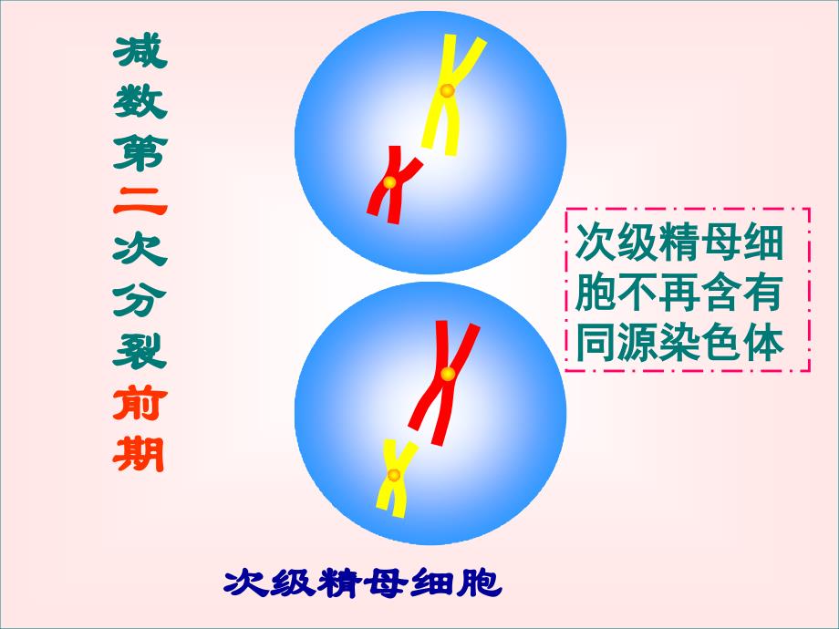 减数分裂和有丝分裂的区别与联系2课件_第3页