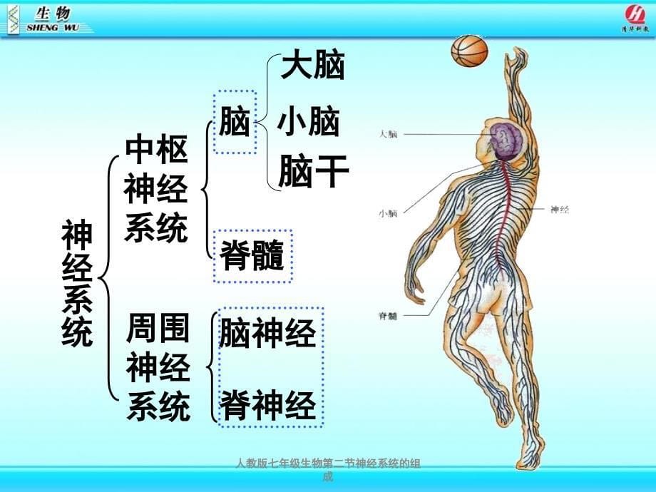 人教版七年级生物第二节神经系统的组成_第5页