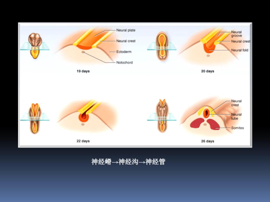 罗英瑾0606脑干外形_第2页