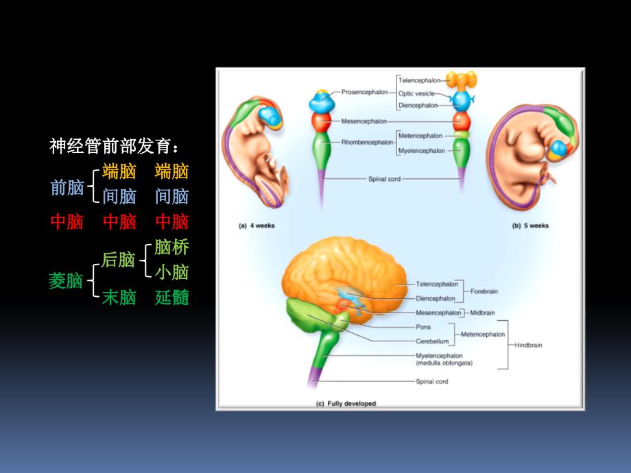 罗英瑾0606脑干外形_第3页