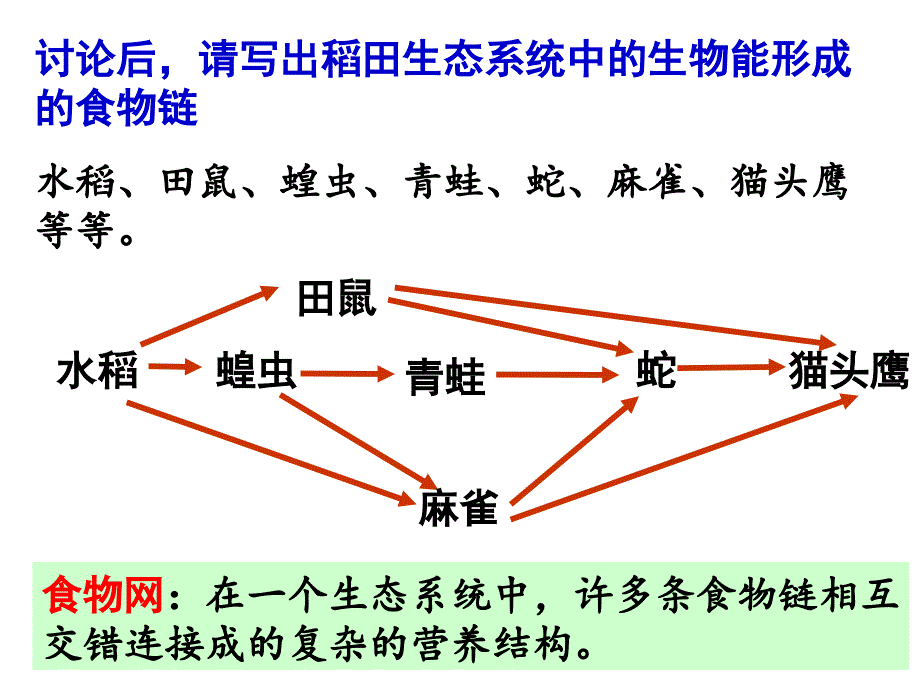 生态系统的结构第二课时.ppt_第2页