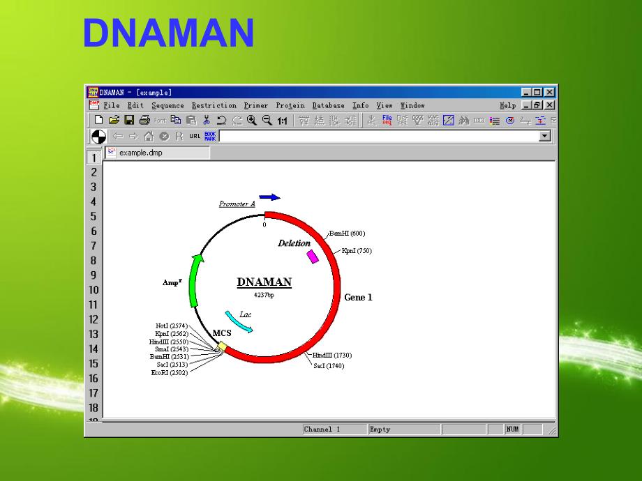 用DNAMAN画质粒图谱【青苗教育】_第3页