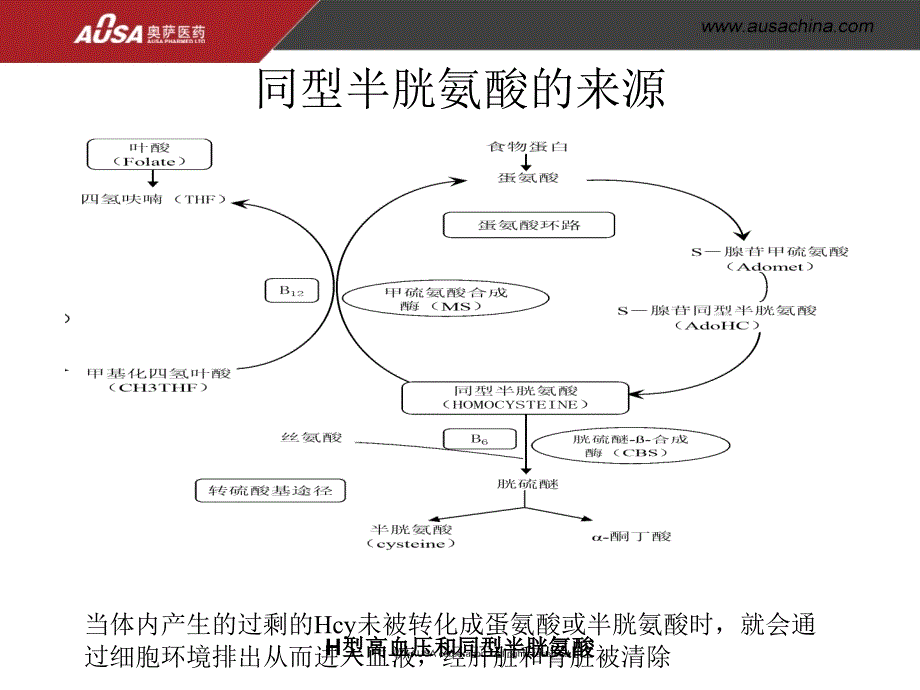 H型高血压和同型半胱氨酸课件_第4页