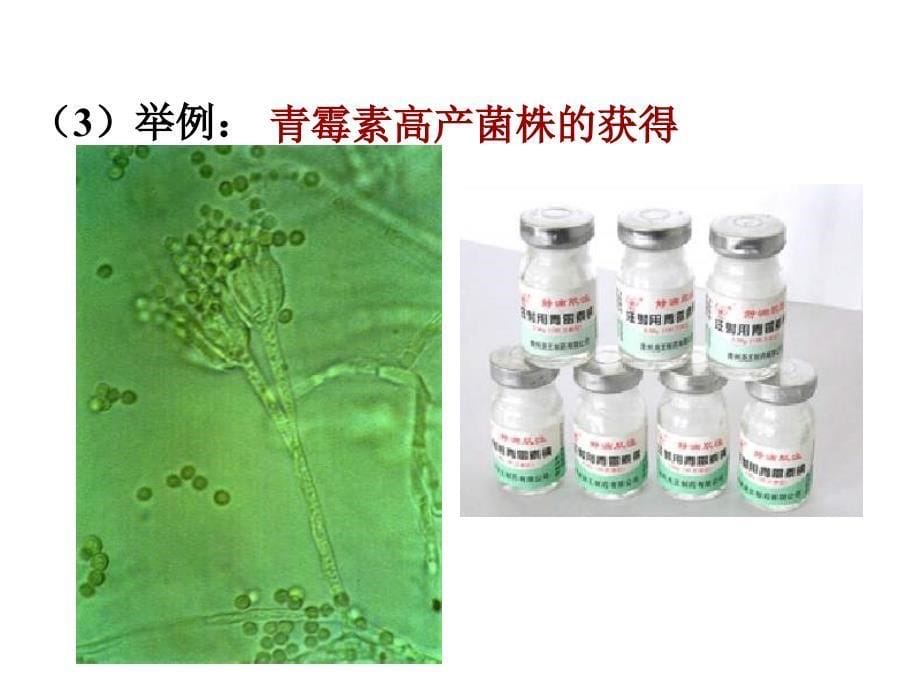 高一生物优良品种的培育和繁殖1.ppt_第5页