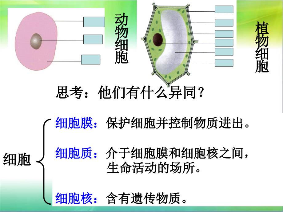 生物体的结构层次1_第1页