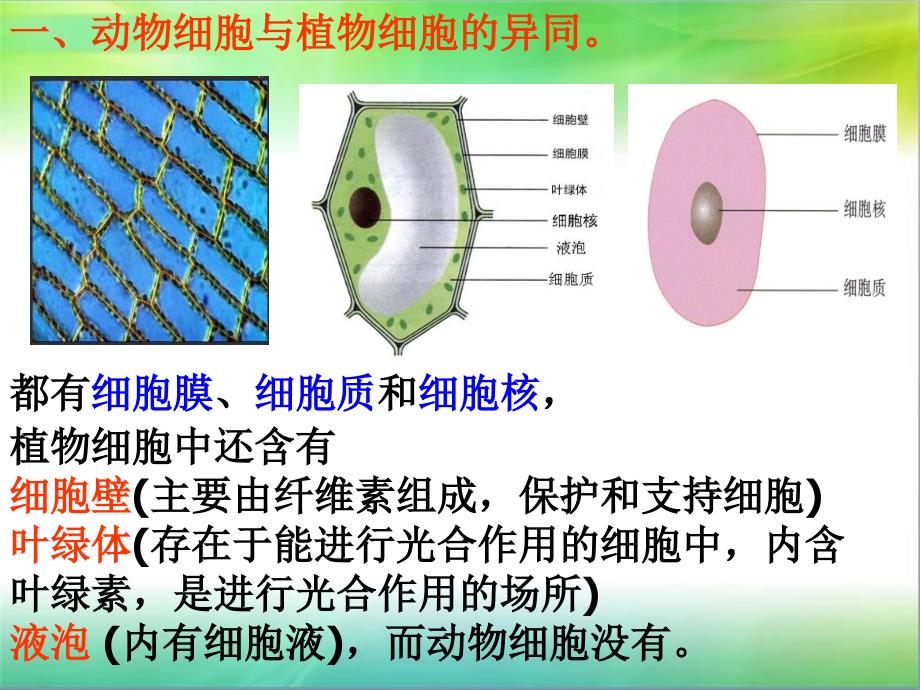 生物体的结构层次1_第2页