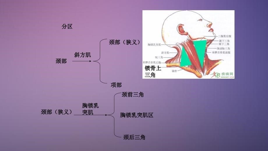 颈部局部解剖干货分享_第5页