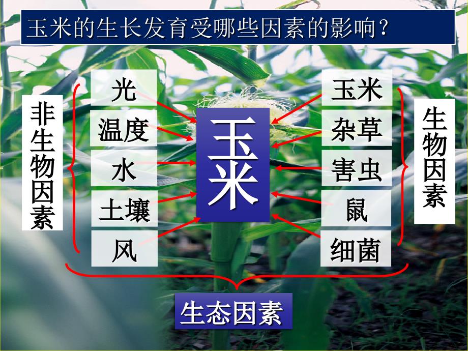 北师大课标版初中生物七年级上册第一单元第一章第2节生物与环境的相互影响2共31张PPT_第2页