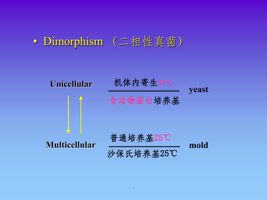 微生物检验第十二章真菌_第3页