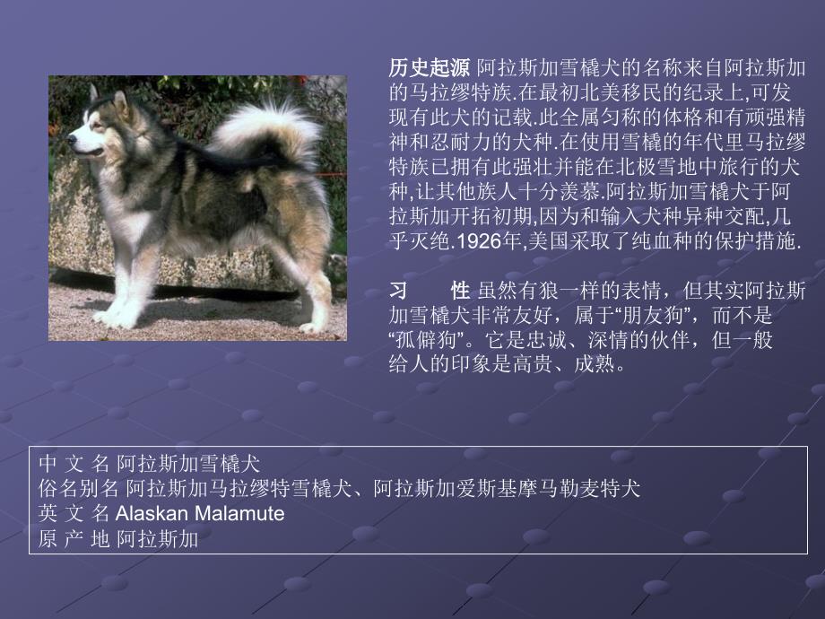 世界名犬荟萃_第3页