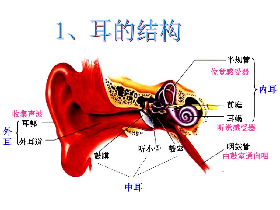 我们是怎样听到声音 精品教育_第3页