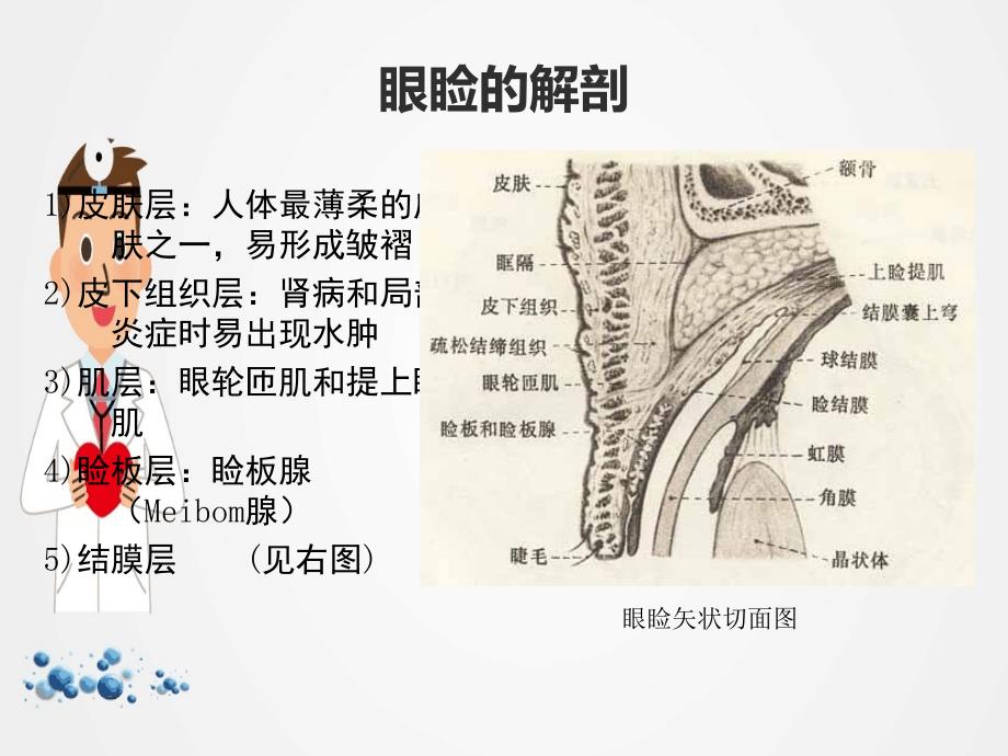 《眼睑病和泪器病》教学课件ppt.ppt_第3页