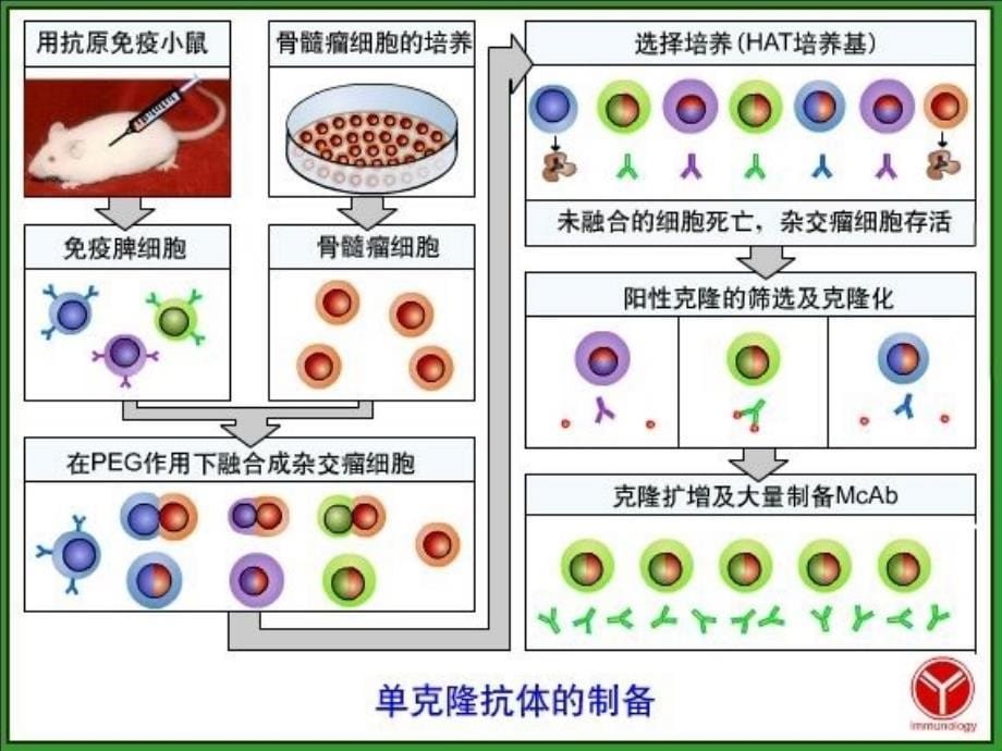 实验一双向琼脂扩散试验_第5页